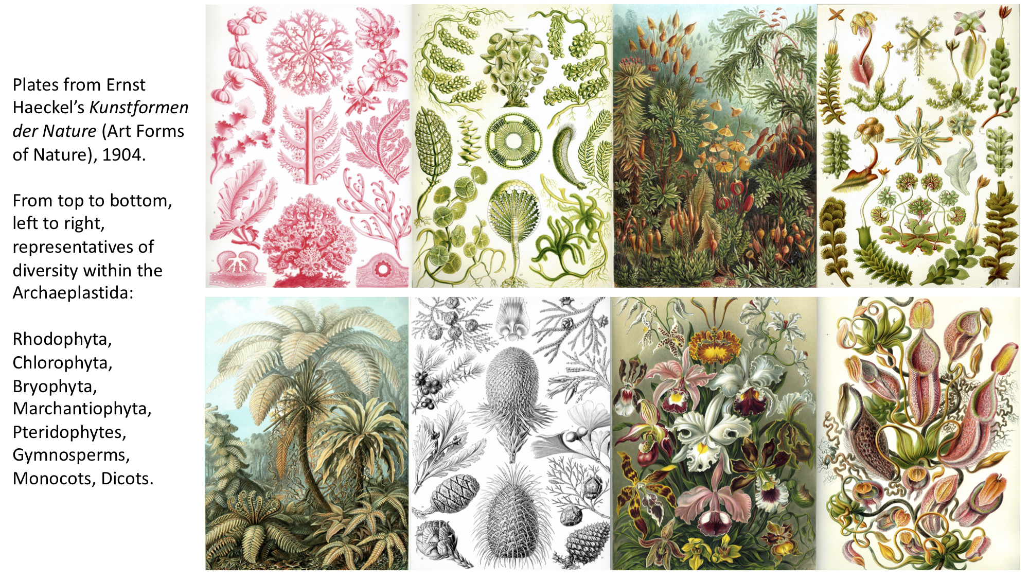 Haeckel.jpg