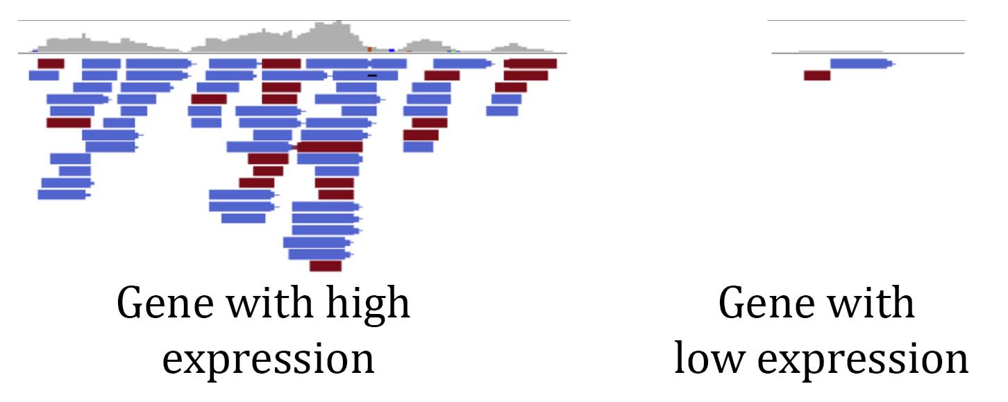 hi_low_gene_expression.png