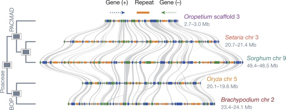 grass_genomes.jpeg